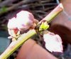 100_0177-Peach Buds.jpg