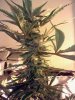 day64flush12.jpg