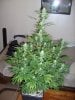 ak 48 27days flower.jpg