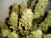 71days chemD 91chem pre98bubba 009.jpg