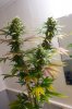 Lanky late flowering Sativa White skunk.jpg