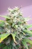 Lanky late flowering Sativa White skunk4.jpg