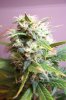 Lanky late flowering Sativa White skunk 1.jpg