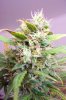 Lanky late flowering Sativa White skunk 3.jpg