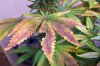 Lanky late flowering Sativa White skunk leaf. mmm colourful.jpg