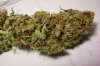 White skunk cola 1.jpg