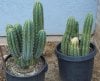 100_0193-San Pedro Cactus.jpg