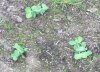 100_0208-Peas.jpg