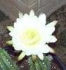 100_7076-San Pedro Bloom.jpg