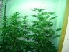 flowering 19 days 001.jpg