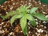 day 13 - plant 1.jpg