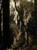 Spanish Moss.jpg