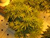 sativas start week three of twelve twelve 001.JPG