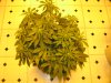 sativas start week three of twelve twelve 005.JPG