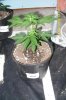 NLxBB 6 wks old from seed (5).jpg