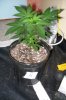 Afghan Kush 6 wks old from seed (6).jpg