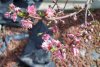 100_0222-Full Bloom.jpg