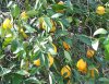 100_0238-Lemons.jpg