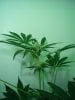 flowering 28 days 009.jpg