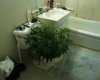 Flushing a plant.jpg