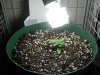 day 15 - plant 2 setup.jpg