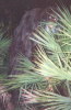 200px-Myakka_skunk_ape_1.png