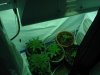 grow room 2008 002.jpg