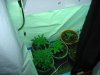 grow room 2008 004.jpg