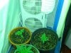 grow room 2008 007.jpg