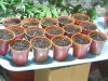 27.02.08 - four days since germination 001.jpg