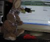 BUNNY AT THE MONITER.JPG