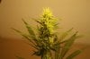 week4flower 001.jpg