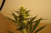 week4flower 005.jpg