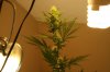 week4flower 007.jpg