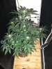 10 days veg and 35 days flowering.jpg