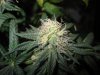 bagseed 2 trimmed 004.jpg