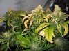 bagseed 2 grow31 001.jpg