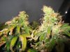 bagseed 2 grow31 003.jpg