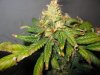 bagseed 2 grow31 004.jpg