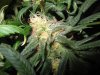 bagseed 2 grow31 005.jpg