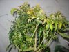 bagseed 2 grow31 006.jpg