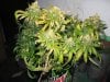 bagseed 2 grow31 008.jpg