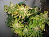 bagseed 2 grow31 011.jpg