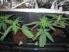 Vigorous clones 001.jpg