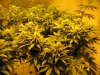 sativa dominant start of week five flowering 009.JPG