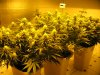 sativa dominant start of week five flowering 014.JPG