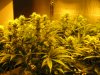 sativa dominant start of week five flowering 022.JPG