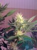 day32flower4.jpg