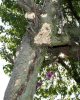 100_0355-Carpenter Bees Nest.jpg