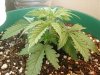 day 19 - plant 1.jpg